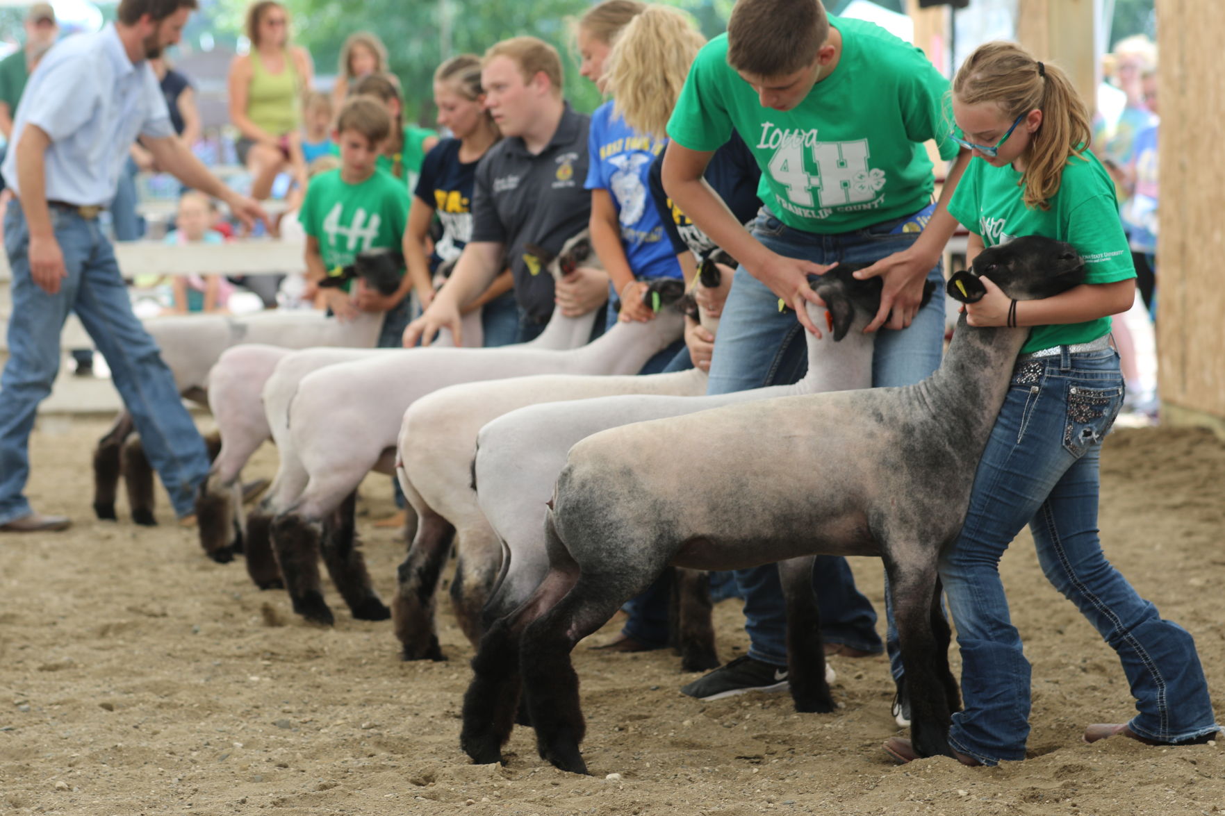 Sheep_5970.JPG